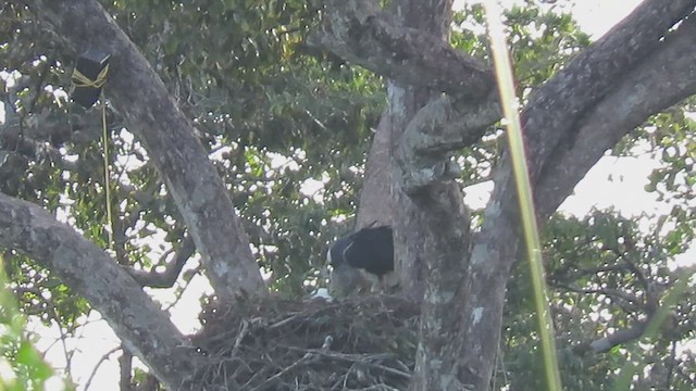 Harpy Eagle - ML627323740