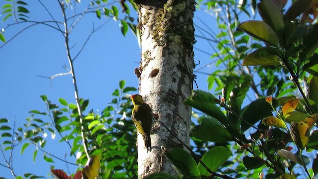 Yellow-throated Woodpecker - ML627323767