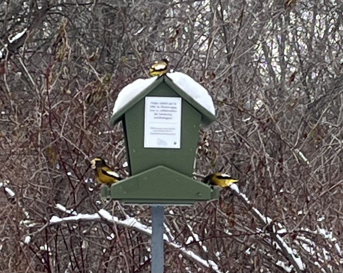 Evening Grosbeak - ML627323818