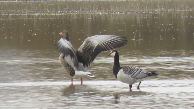 カオジロガン - ML627323865