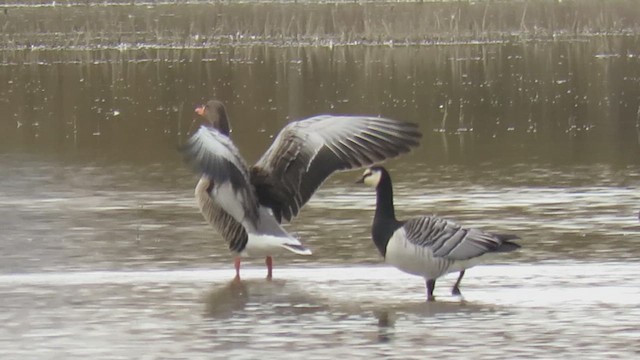 Barnacle Goose - ML627323865