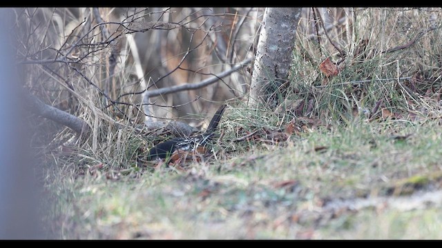 Spotted Towhee - ML627323993