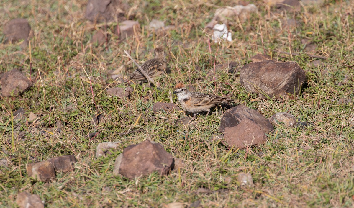 Blanford's Lark (Erlanger's) - ML627324050