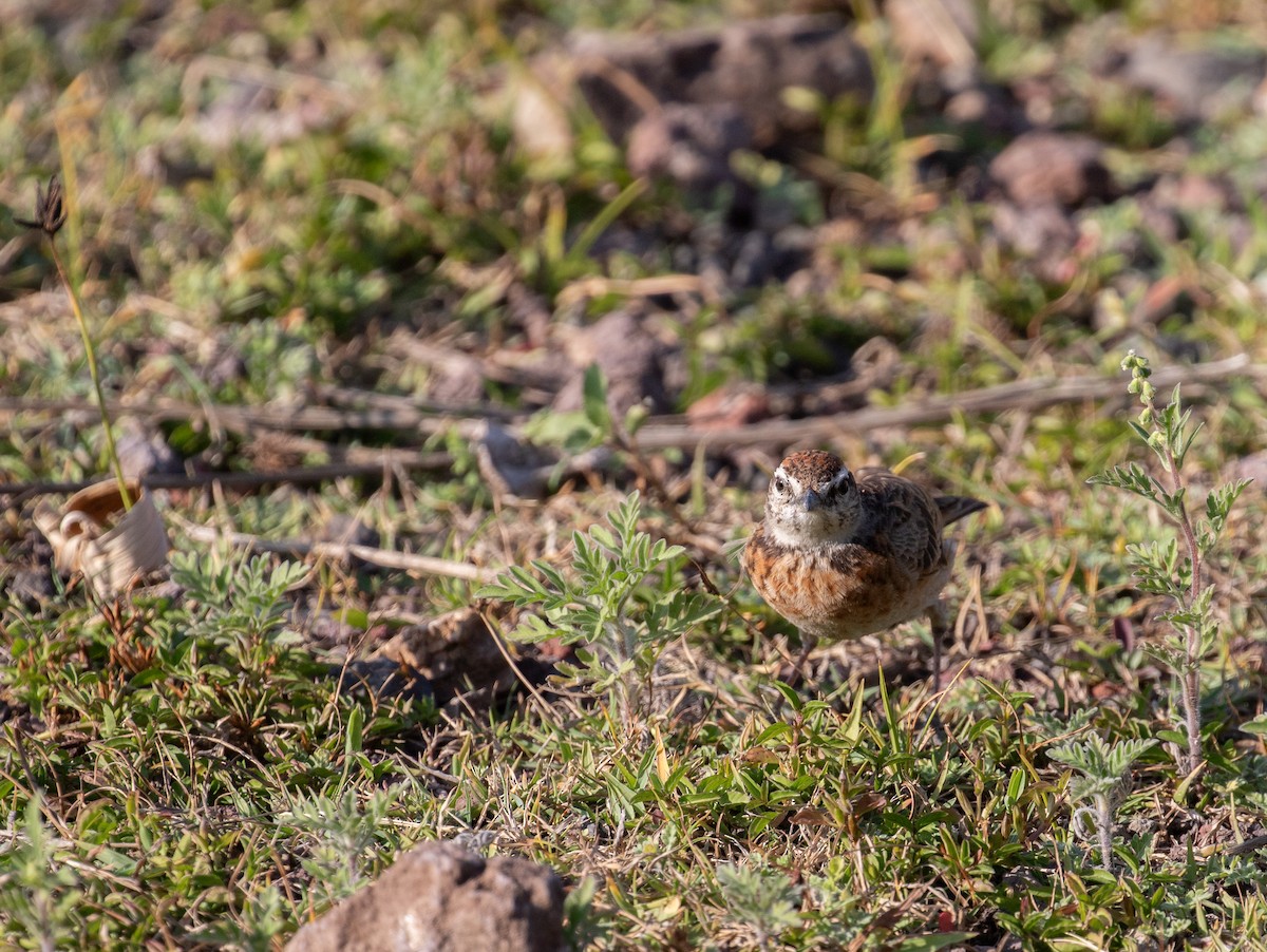 Blanford's Lark (Erlanger's) - ML627324051