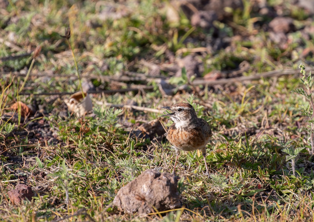 Blanford's Lark (Erlanger's) - ML627324052