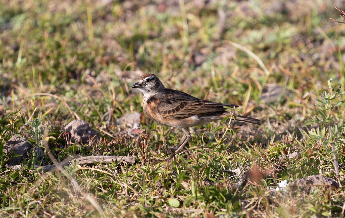 Blanford's Lark (Erlanger's) - ML627324053