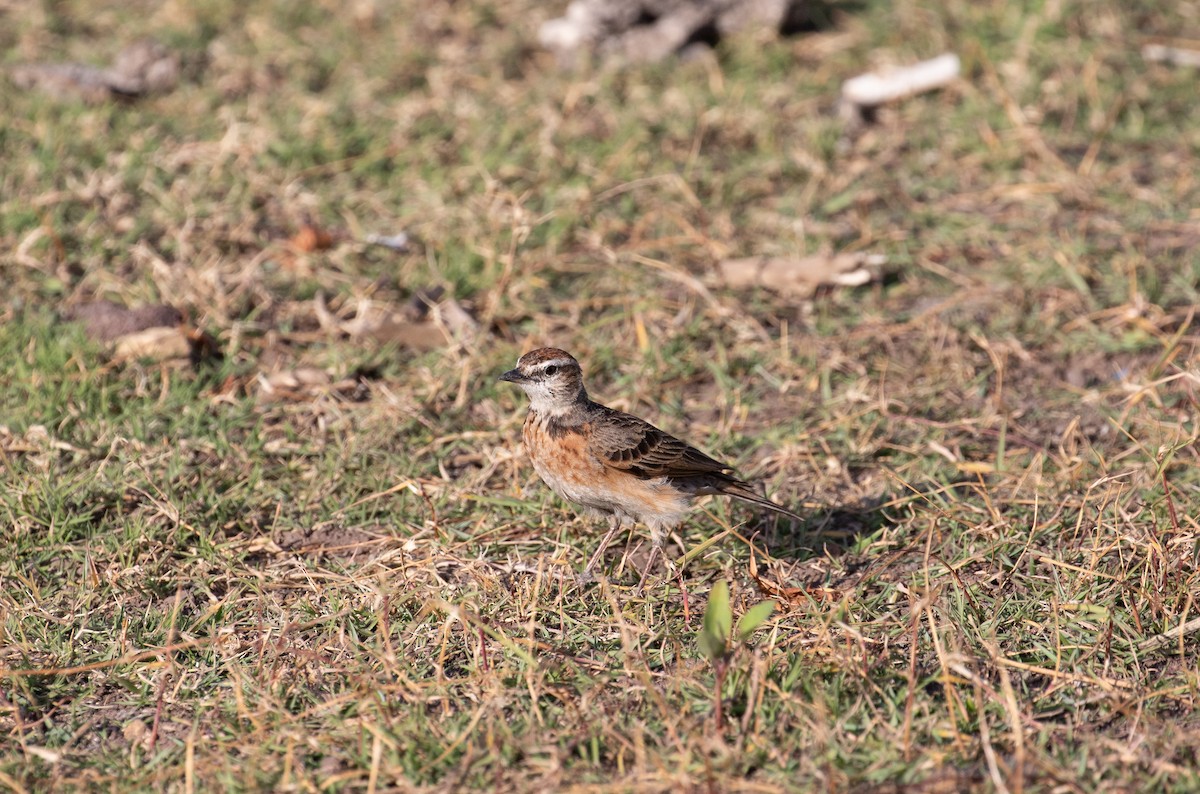 Blanford's Lark (Erlanger's) - ML627324054