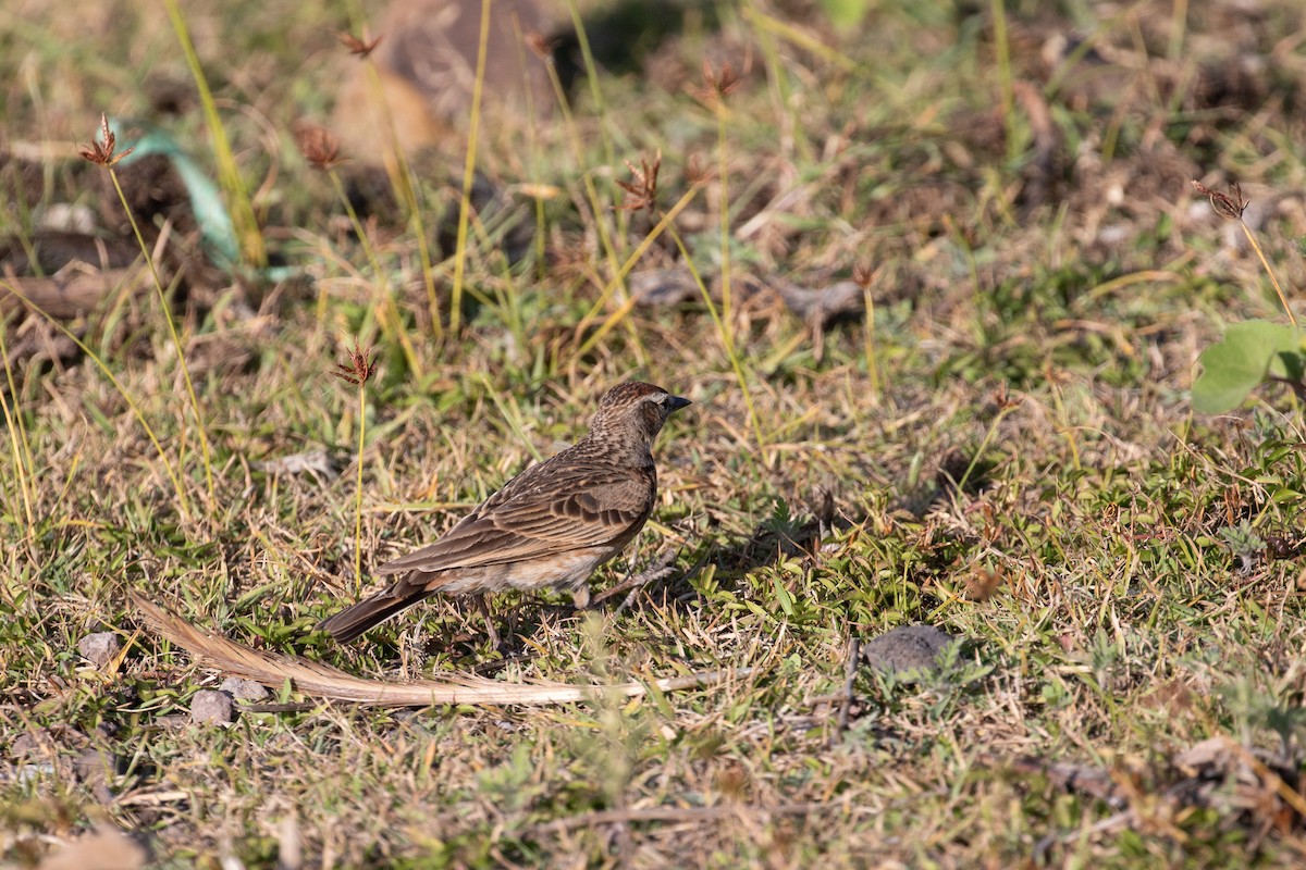 Blanford's Lark (Erlanger's) - ML627324055