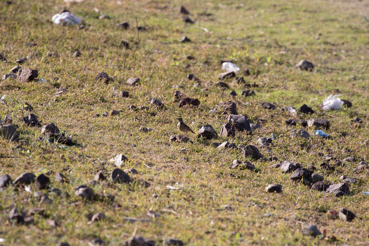 Blanford's Lark (Erlanger's) - ML627324056