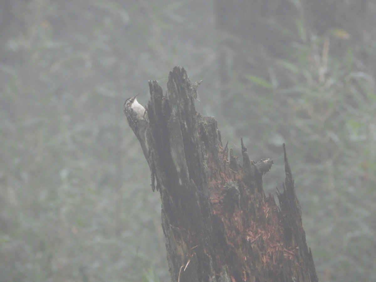 Sichuan Treecreeper - ML627324194