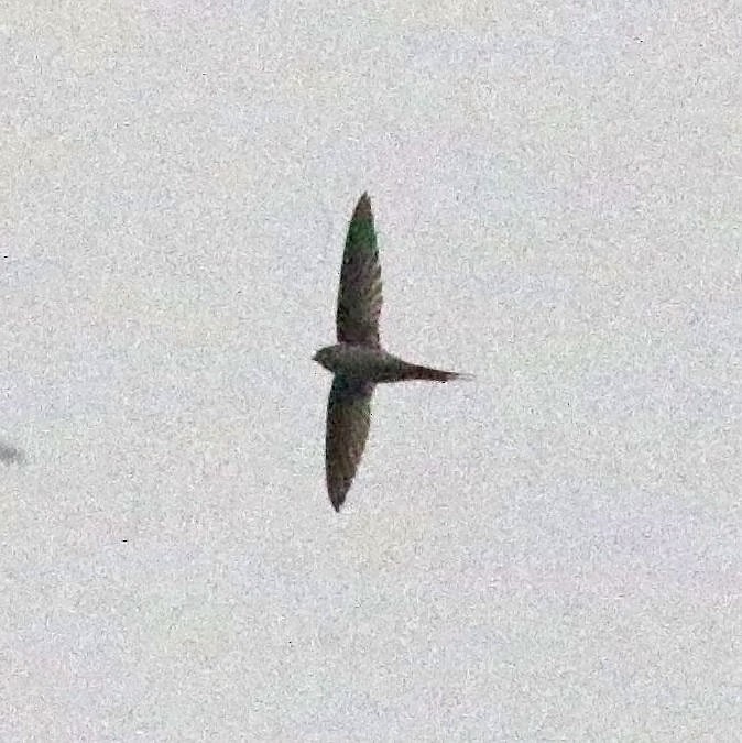Malagasy Palm Swift - ML627324291