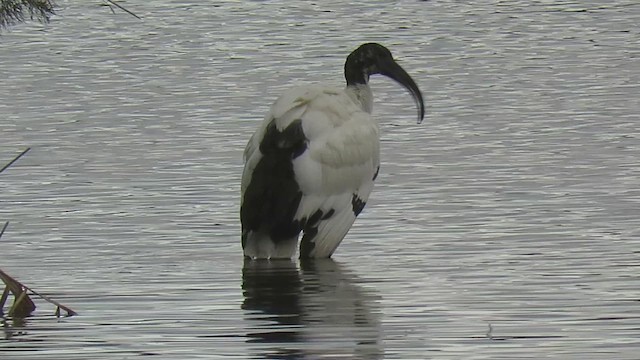 African Sacred Ibis - ML627324299