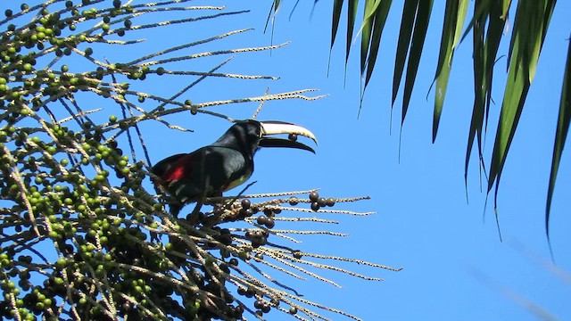 Black-necked Aracari - ML627324315