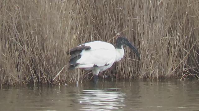 African Sacred Ibis - ML627324332