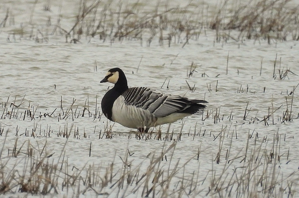 Barnacle Goose - ML627324343