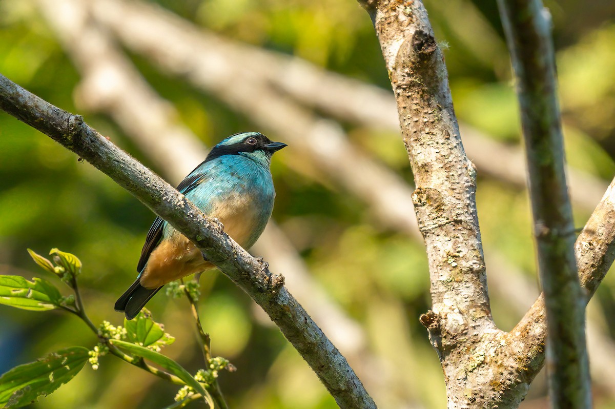 Blue-browed Tanager - ML627324584