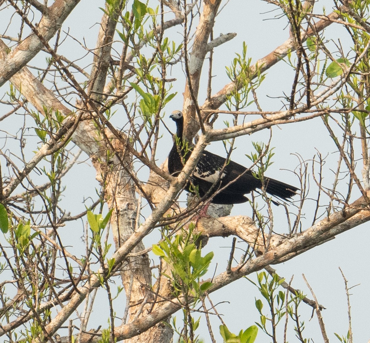 Blue-throated Piping-Guan - ML627324592