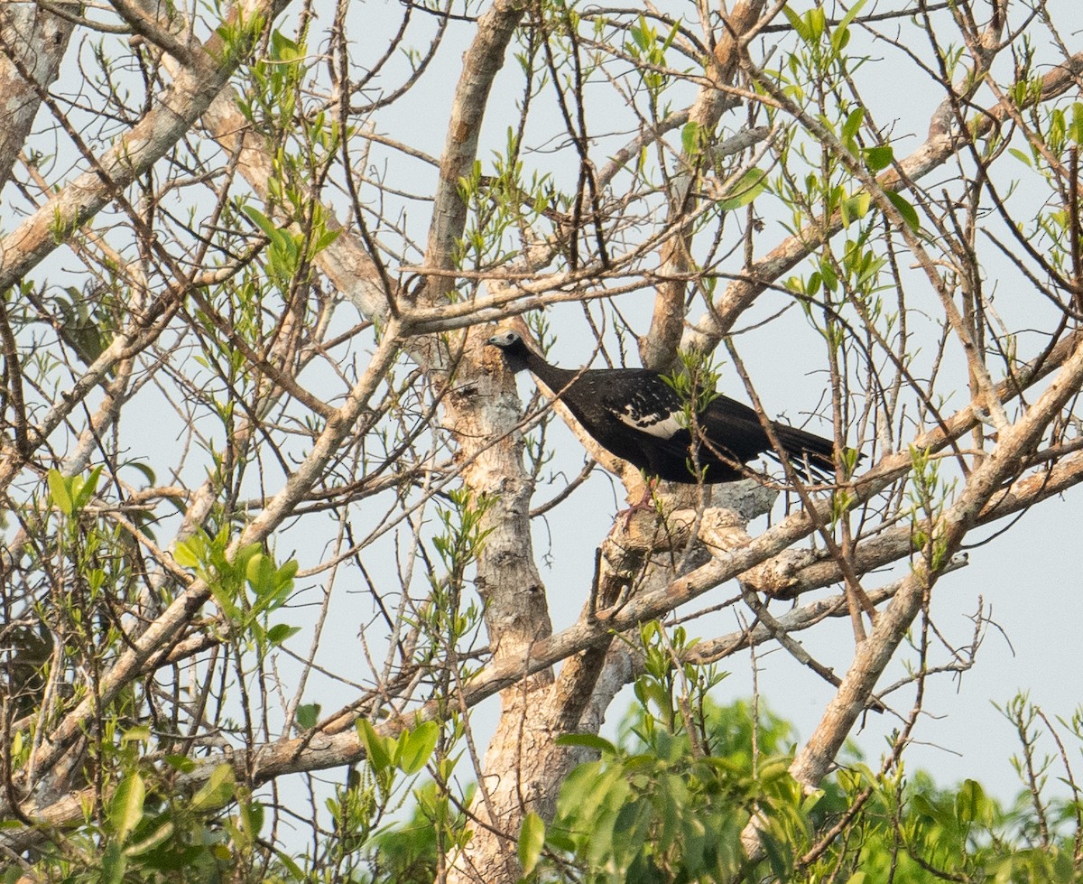 Blue-throated Piping-Guan - ML627324593