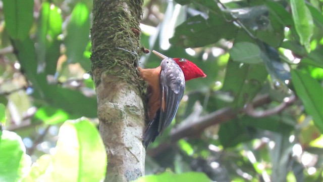 Red-necked Woodpecker - ML627324631