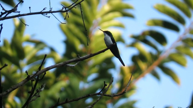 Black-eared Fairy - ML627324714
