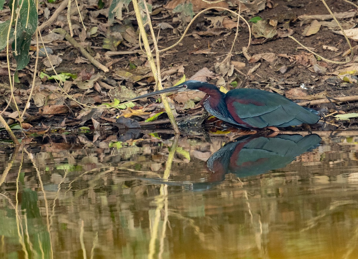 Agami Heron - ML627324752