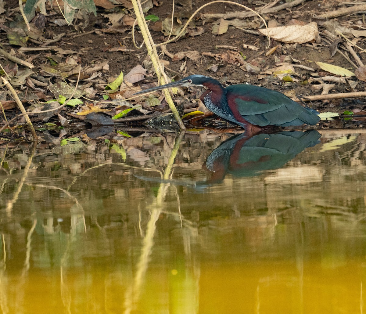 Agami Heron - ML627324753