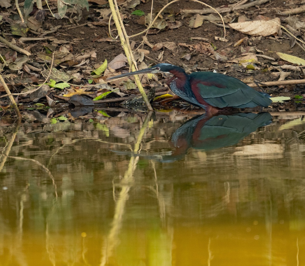 Agami Heron - ML627324754