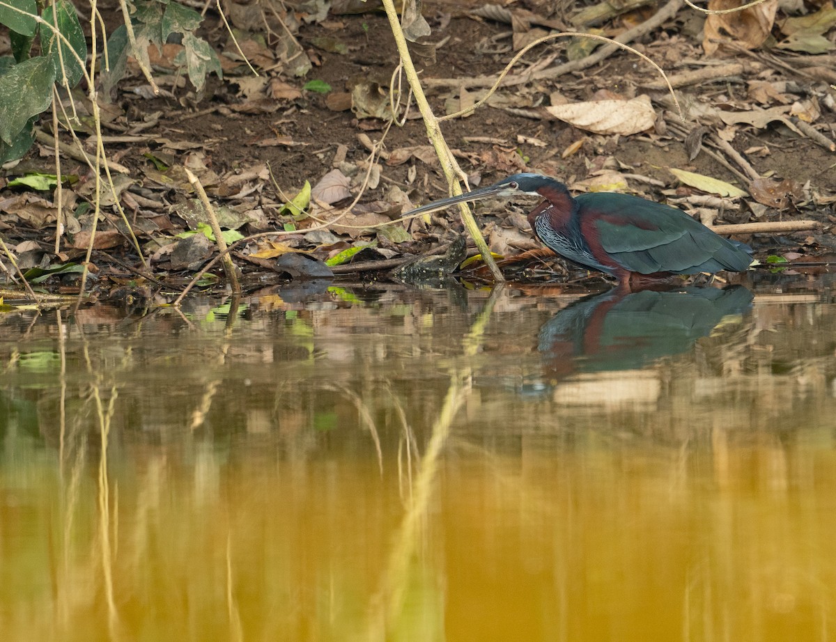 Agami Heron - ML627324756