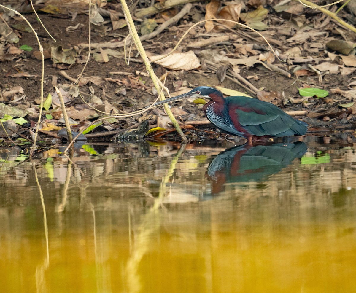 Agami Heron - ML627324757