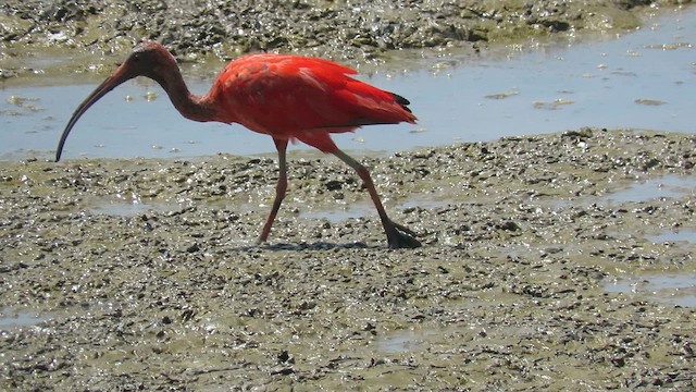 ibis rudý - ML627324770