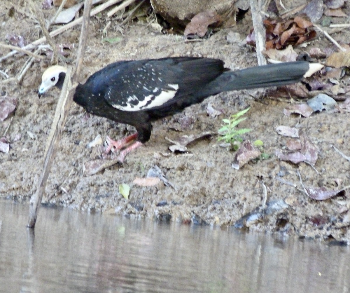 Blue-throated Piping-Guan - ML627324899