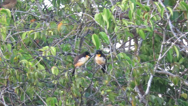 Black-capped Donacobius - ML627325017