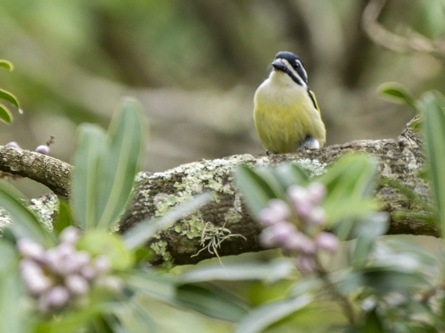 Yellow-rumped Tinkerbird - ML627325120