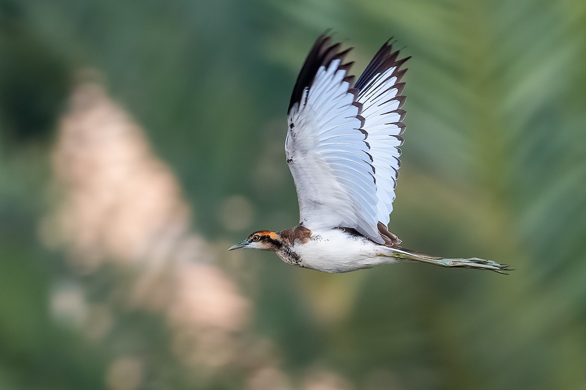 Pheasant-tailed Jacana - ML627325203