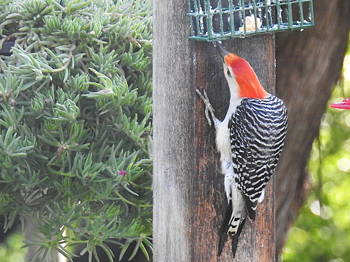 Red-bellied Woodpecker - ML627325550