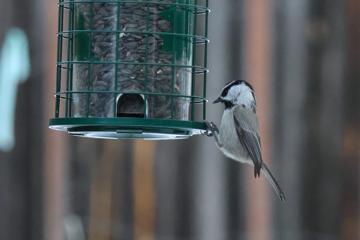 Mountain Chickadee - ML627325572