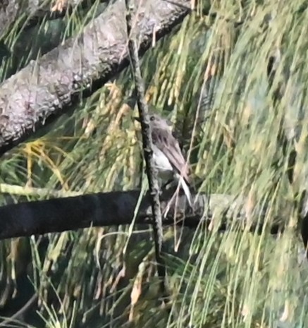 Moluccan Flycatcher - ML627325764