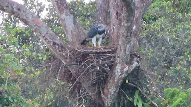 Harpy Eagle - ML627325798