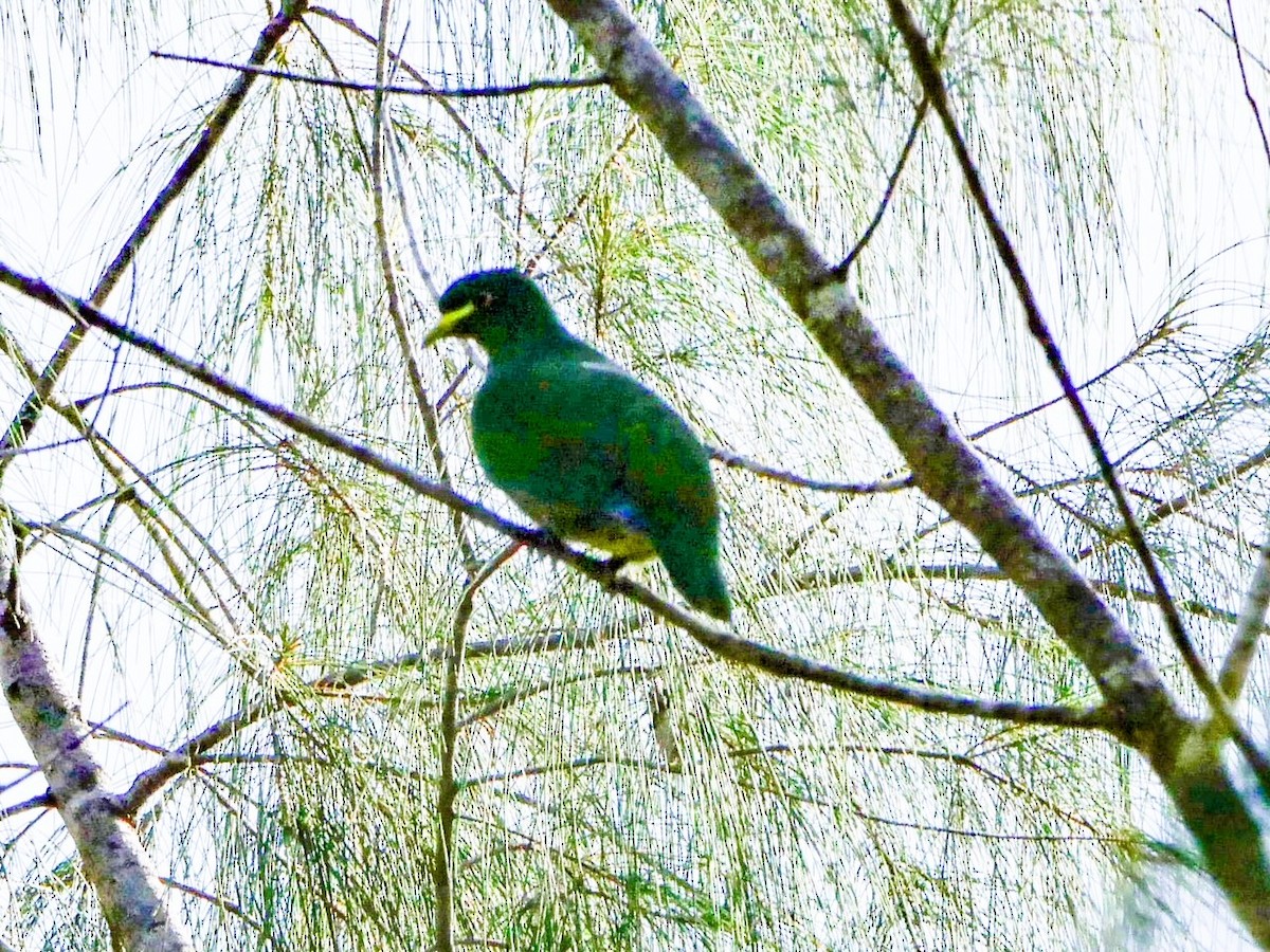 White-breasted Fruit-Dove - ML627325802