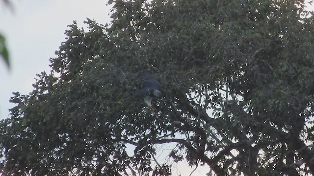 Harpy Eagle - ML627325853