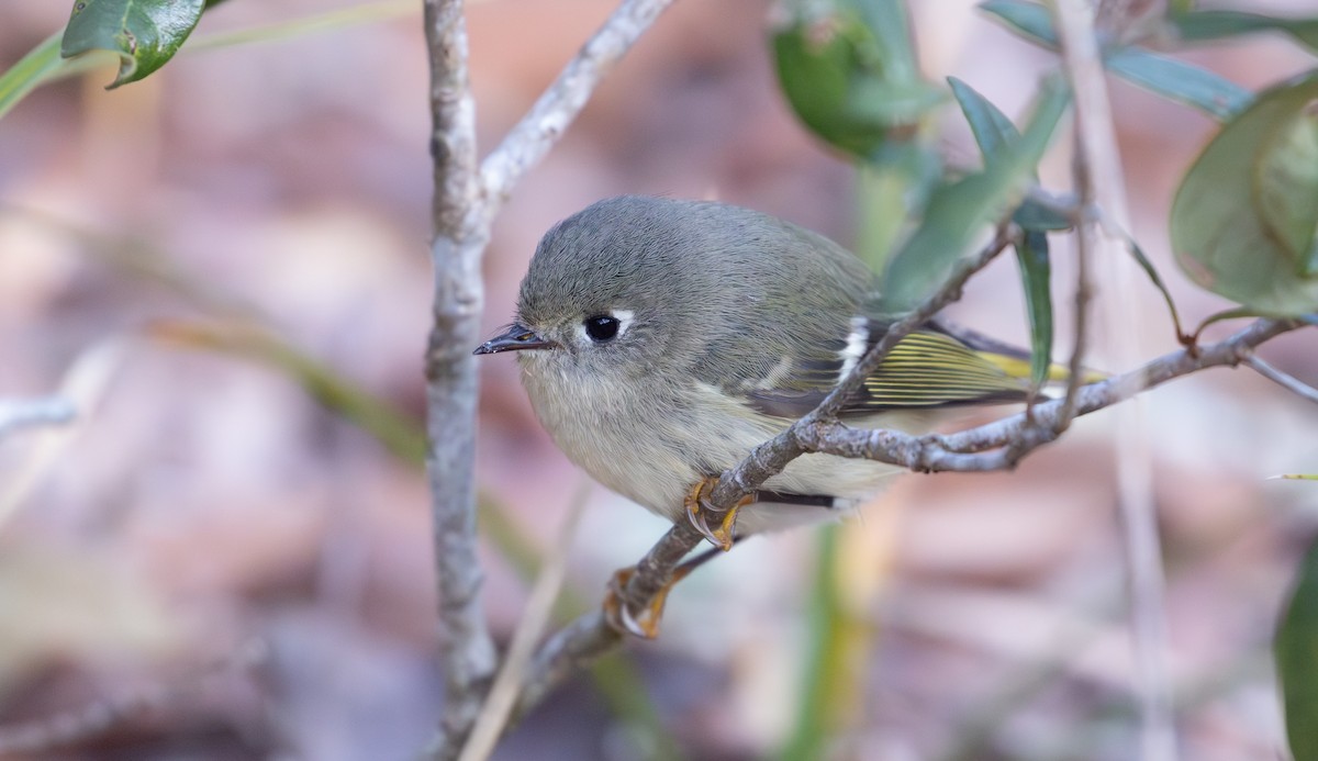 Ruby-crowned Kinglet - ML627325854