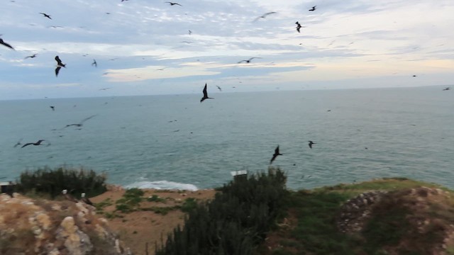 Magnificent Frigatebird - ML627325930
