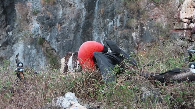 Magnificent Frigatebird - ML627325962