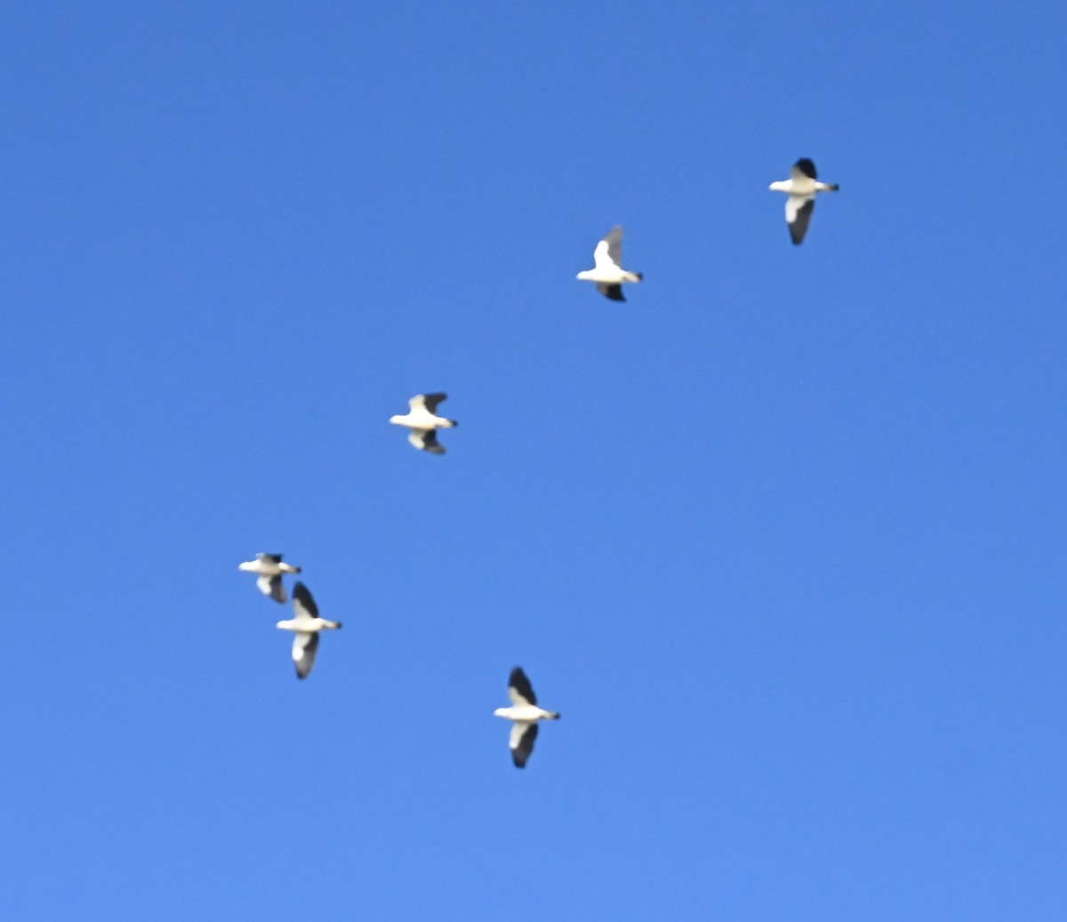 Pied Imperial-Pigeon - ML627325969