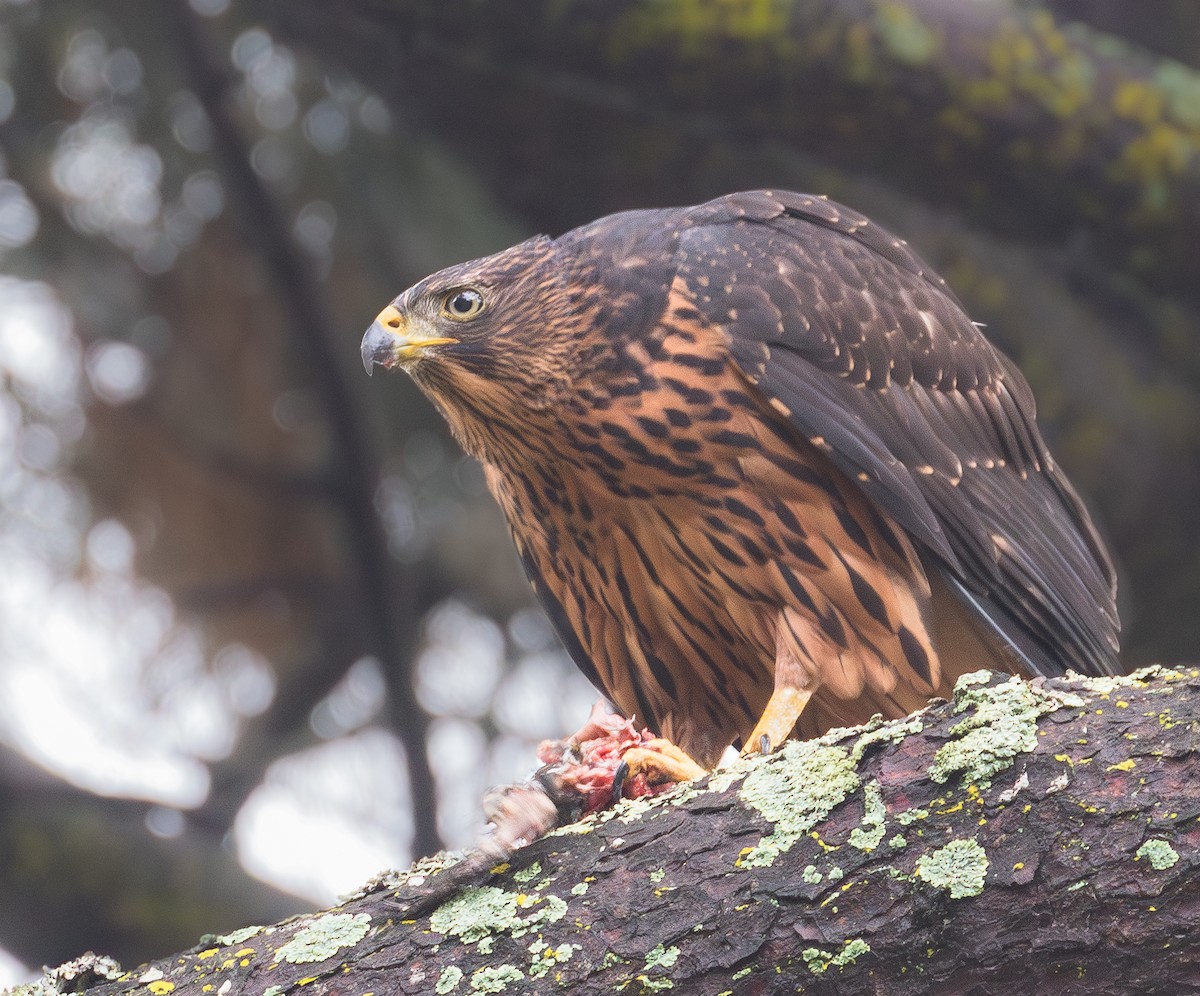 Black Goshawk - ML627325982