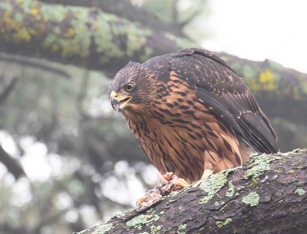 Black Goshawk - ML627325983