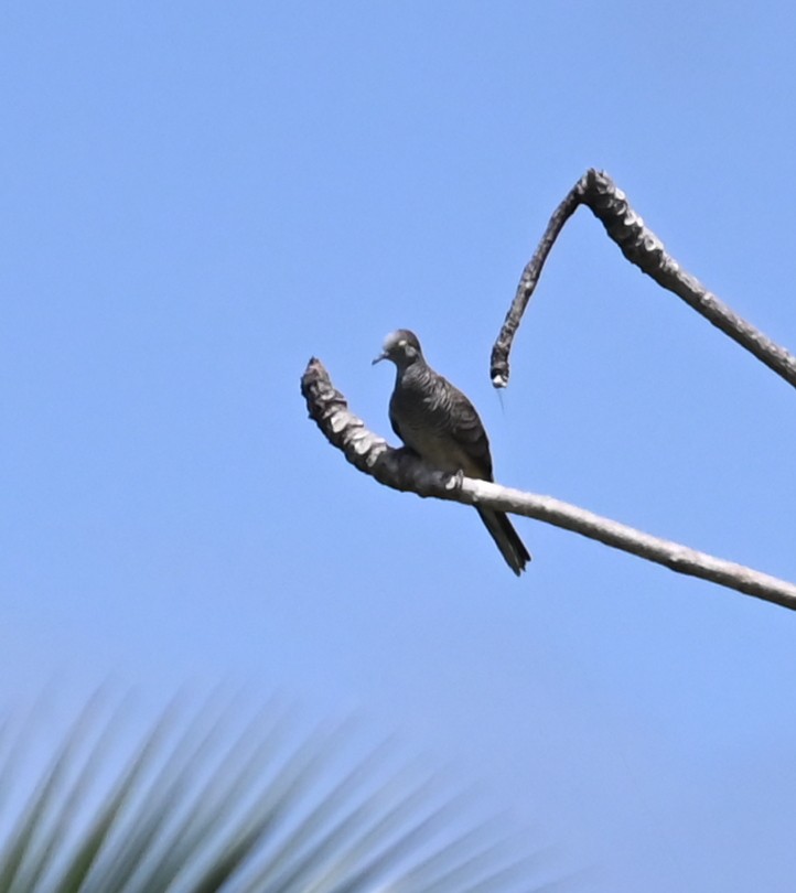 Barred Dove - ML627325987