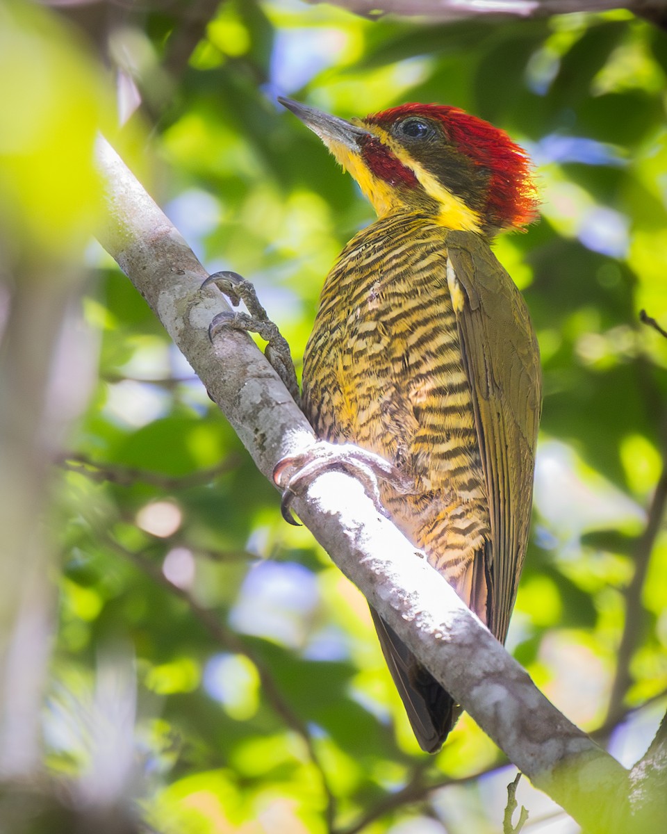 Golden-green Woodpecker (Golden-green) - ML627325998