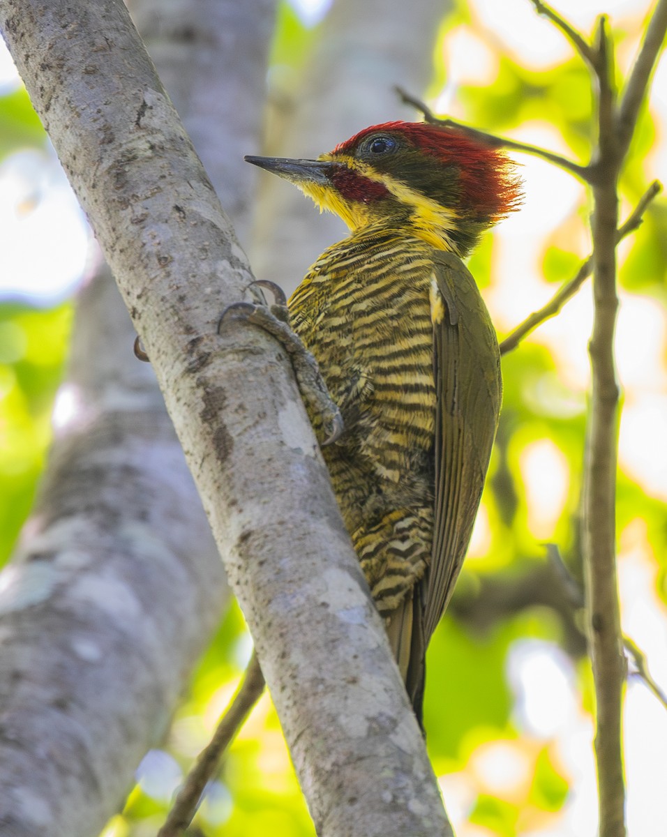 Golden-green Woodpecker (Golden-green) - ML627325999