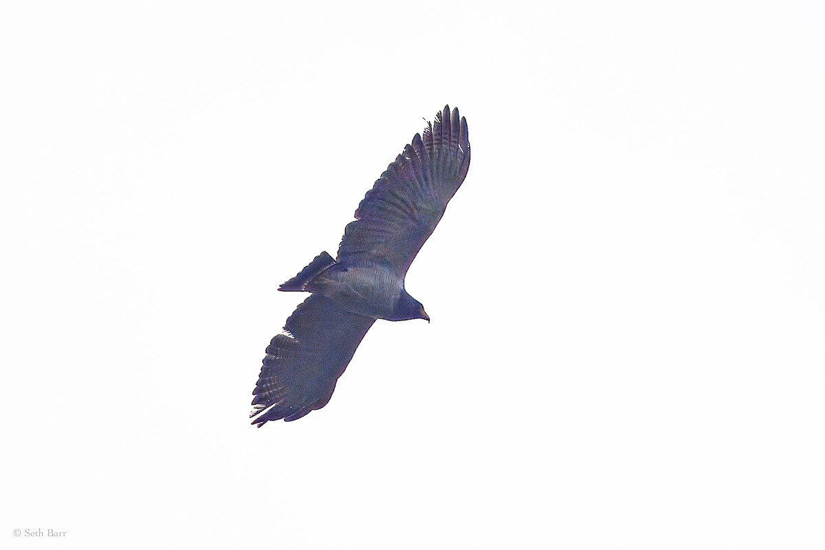 Barred Hawk - ML627326008